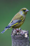 Green Finch